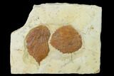 Two Fossil Leaves (Davidia & Beringiaphyllum) - Montana #143778-2